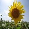 Interest free loan foar Farming Families: image 1 0f 2